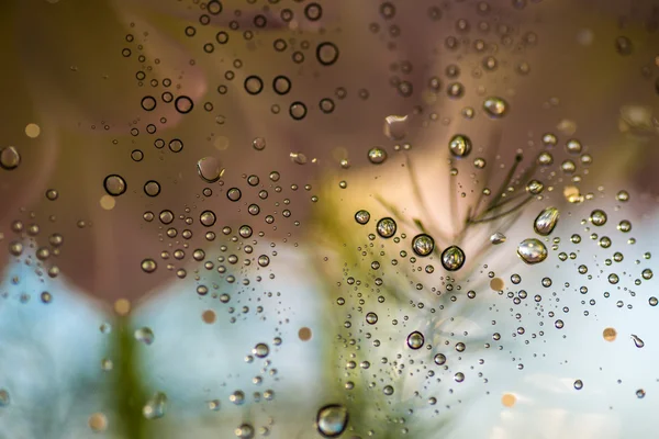 Droppar på ett glas. — Stockfoto