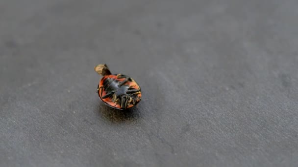 Coccinella su sfondo scuro . — Video Stock