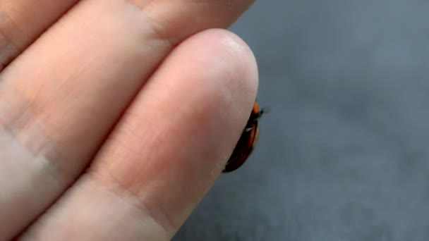 Uğur böceği üzerinde bir erkek eli. — Stok video
