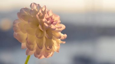 Beyaz dahlia rüzgarda.