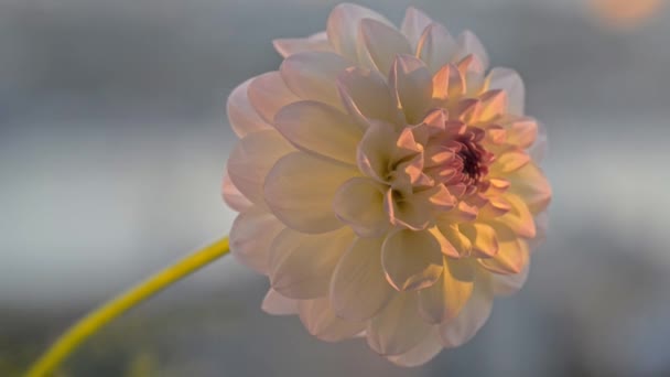 Dahlia blanc soufflant dans le vent . — Video