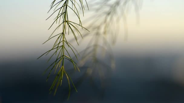 Thin blades of grass blowing in the wind. — Stock Video