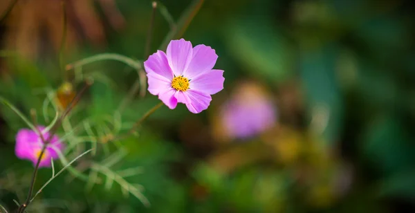 Rosa Kosmos-Blume. — Stockfoto