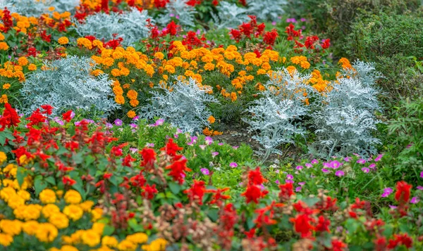 Colorido jardín de flores . — Foto de Stock