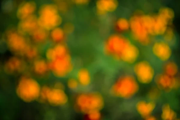 Colorful flowers out of focus. — Stock Photo, Image