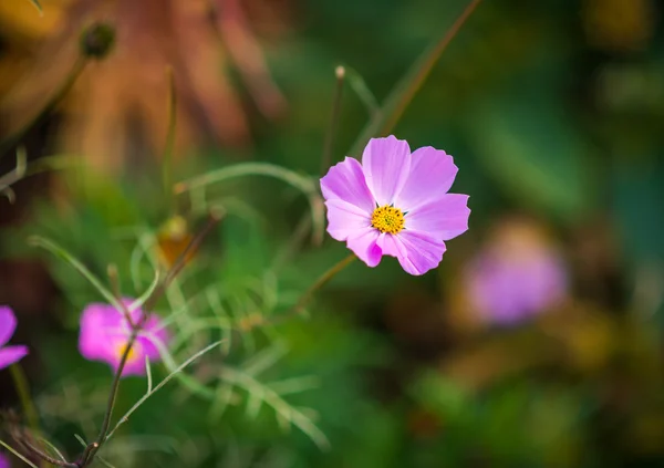 Rosa Kosmos-Blume. — Stockfoto