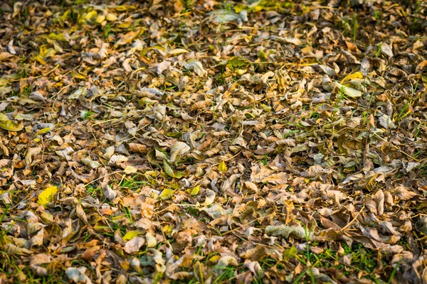 Verwelkte aren Herfstbladeren. — Stockfoto