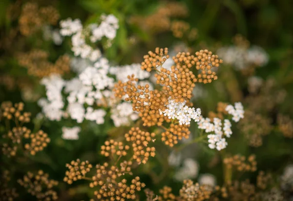 Beautiful autumn flowers. — Stock Photo, Image