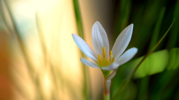 Белый цветок . — стоковое видео