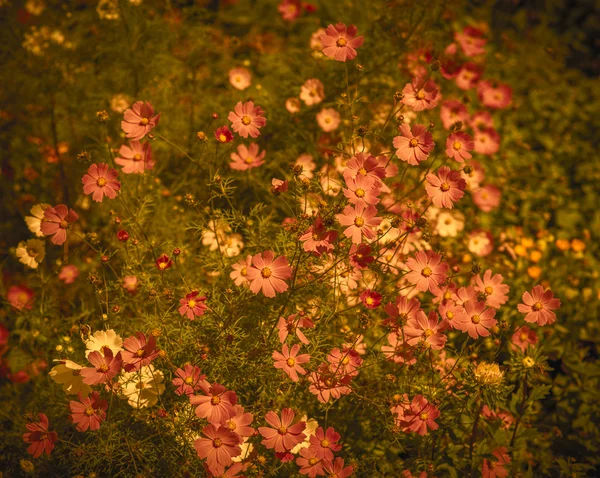 In the garden. — Stock Photo, Image