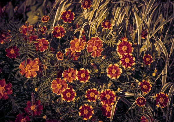 Flores en el jardín. — Foto de Stock