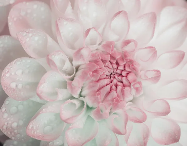 Dahlia avec des gouttes d'eau . — Photo