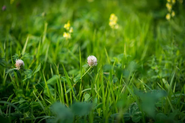 Bloem klaver. — Stockfoto