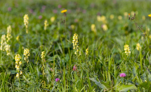 Gelbe Blüten. — Stockfoto