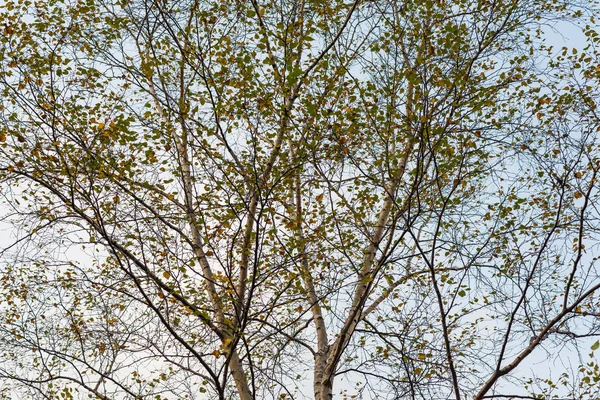 자작나무의 크라운. — 스톡 사진