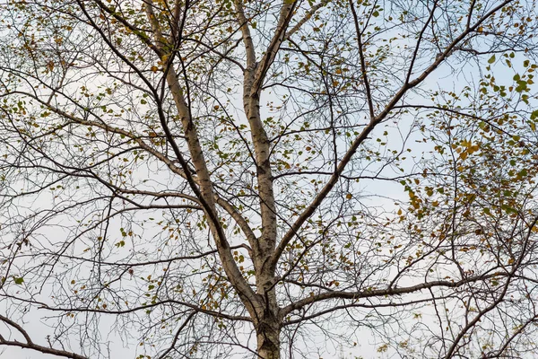 Kronen von Birken. — Stockfoto