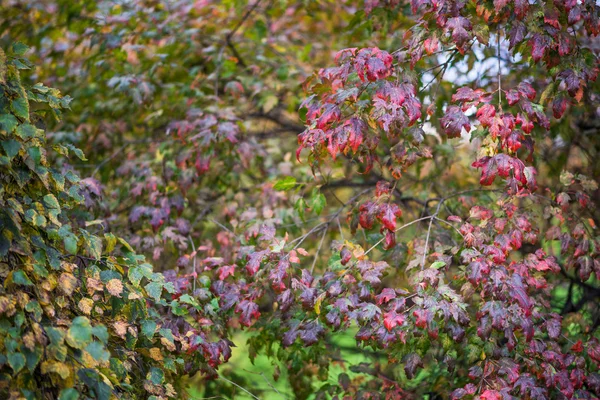 Branche avec feuilles. — Photo