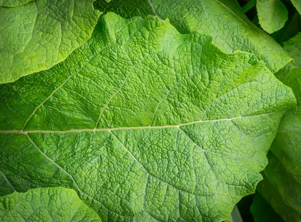 Bardana de folha verde . — Fotografia de Stock