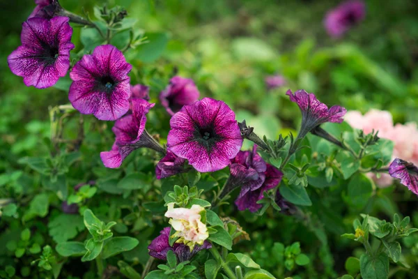 Purple flowers. — Stock Photo, Image