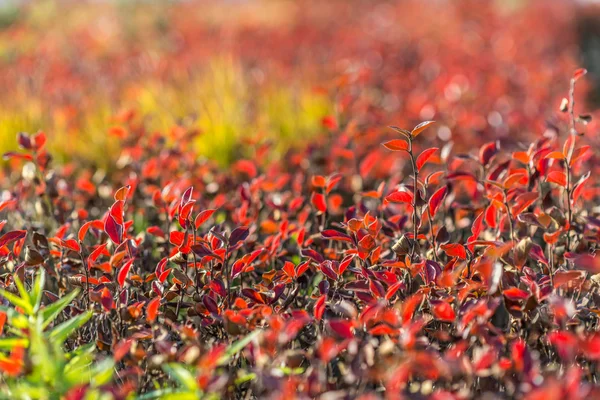 Hojas coloridas en el otoño. —  Fotos de Stock