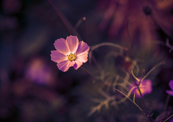 Cosmos flower. Toned image.