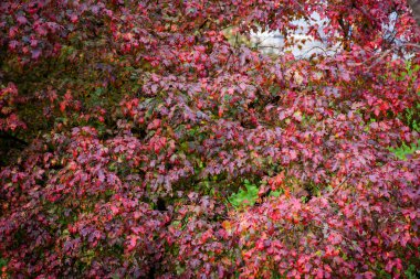 Güz yaprakları ile şube.