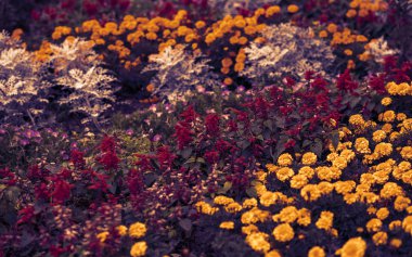 Renkli çiçek Bahçe çiçek.