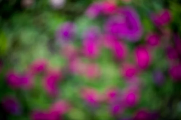 Colorful flowers out of focus. — Stock Photo, Image