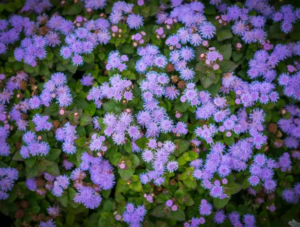 Purpurowe kwiaty jako tło. — Zdjęcie stockowe