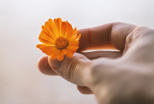 Calendula blomma. — Stockfoto