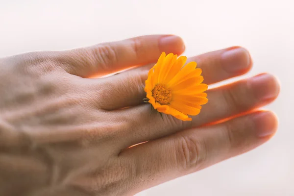 Calendula blomma. — Stockfoto