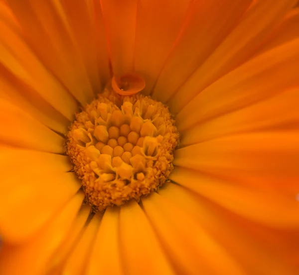 Fleur orange . — Photo