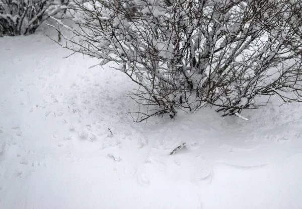 Os arbustos cobertos de neve . — Fotografia de Stock