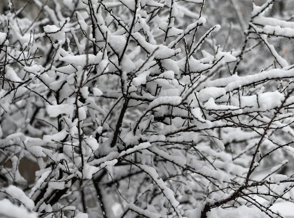 The snow-covered bushes. — Stock Photo, Image