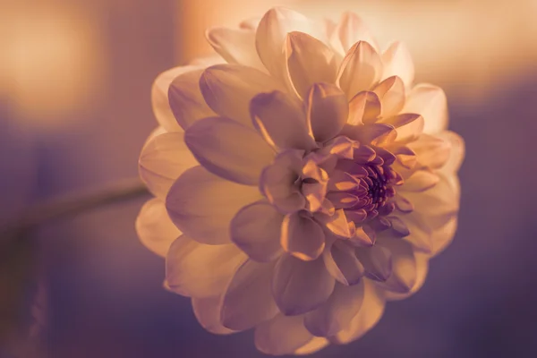 Bílý dahlia. — Stock fotografie