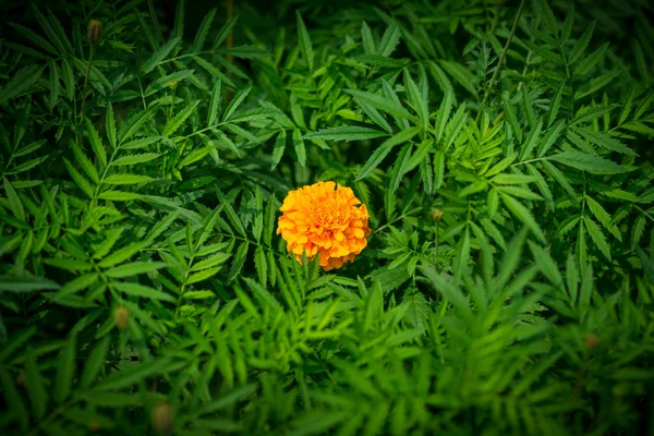 Orange flower. — Stock Photo, Image