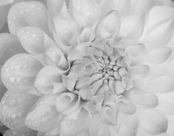 Dahlia avec des gouttes d'eau . — Photo