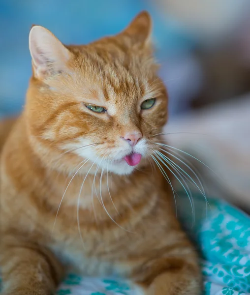 Precioso gato rojo . —  Fotos de Stock