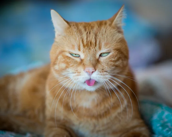 Precioso gato rojo . — Foto de Stock