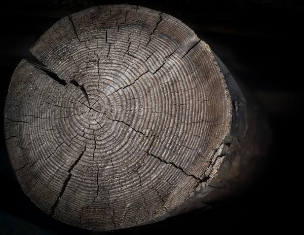 Tree stump. — Stock Photo, Image