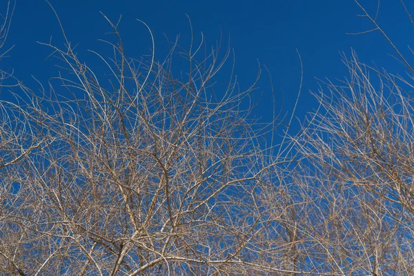 Baumzweig. — Stockfoto