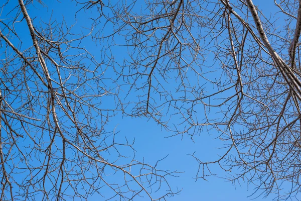 나무 가지. — 스톡 사진