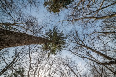 ağaç dalları siluet.