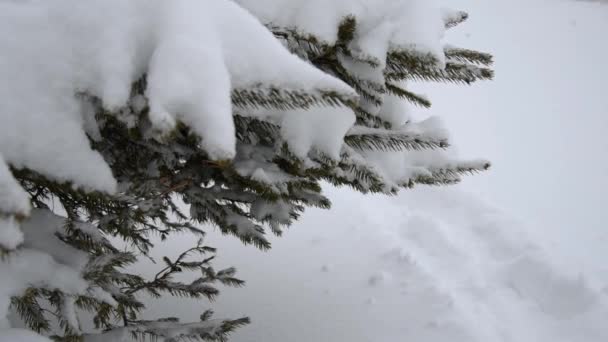 Ramo de árvore com neve . — Vídeo de Stock