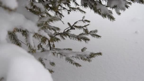 Zweig des Baumes mit Schnee. — Stockvideo