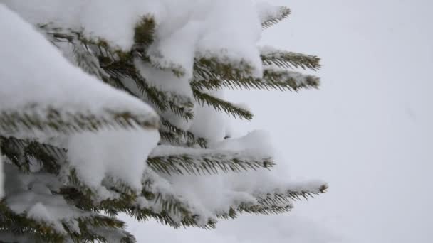 Tak van boom met sneeuw. — Stockvideo