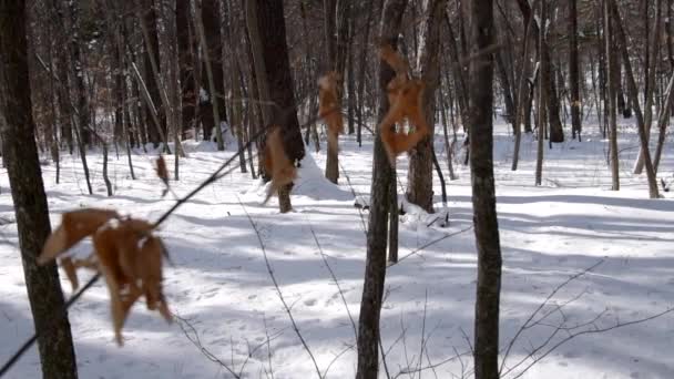 Téli erdő. — Stock videók