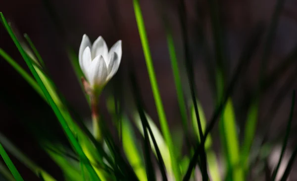 Bílý květ. — Stock fotografie