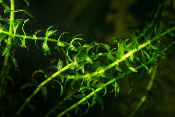 Elodea in aquarium. — Stock Photo, Image