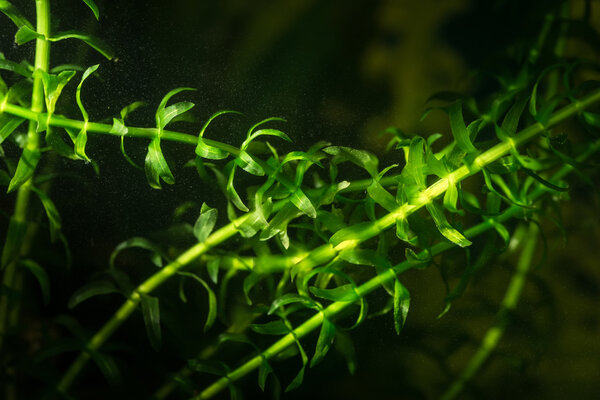 Elodea in aquarium.